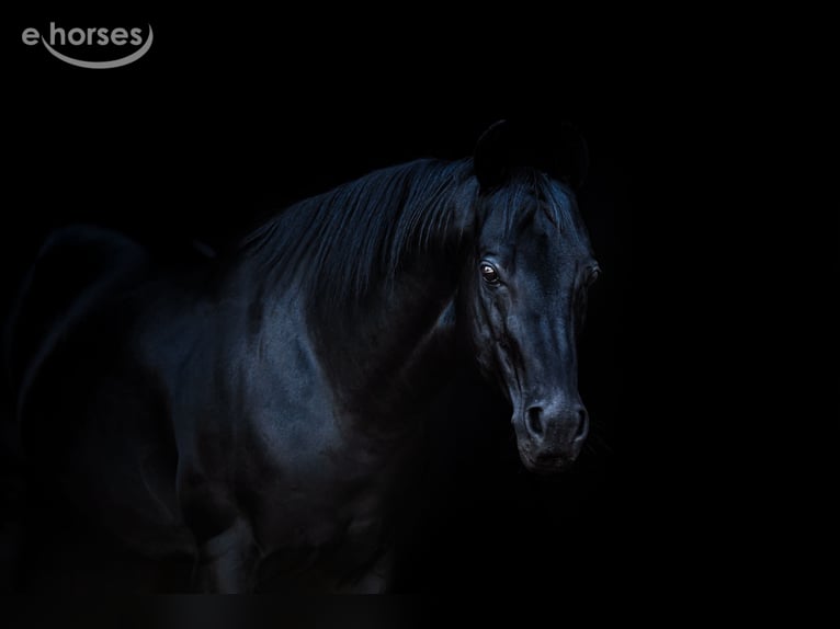 American Quarter Horse Stallone Morello in Tannheim