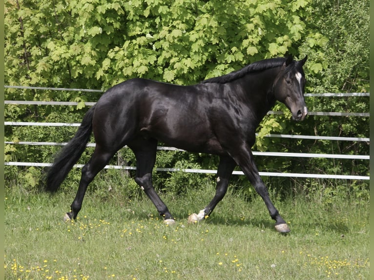 American Quarter Horse Stallone Morello in P&#xF6;ttsching