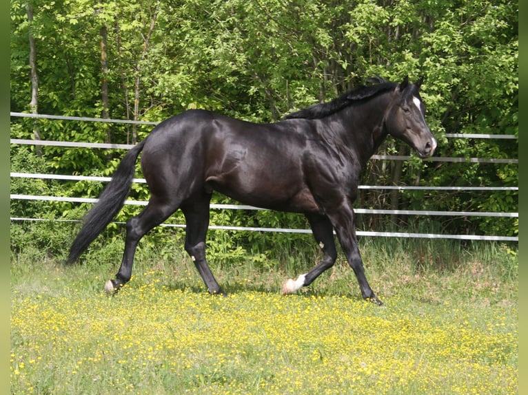American Quarter Horse Stallone Morello in P&#xF6;ttsching