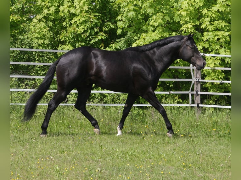 American Quarter Horse Stallone Morello in P&#xF6;ttsching