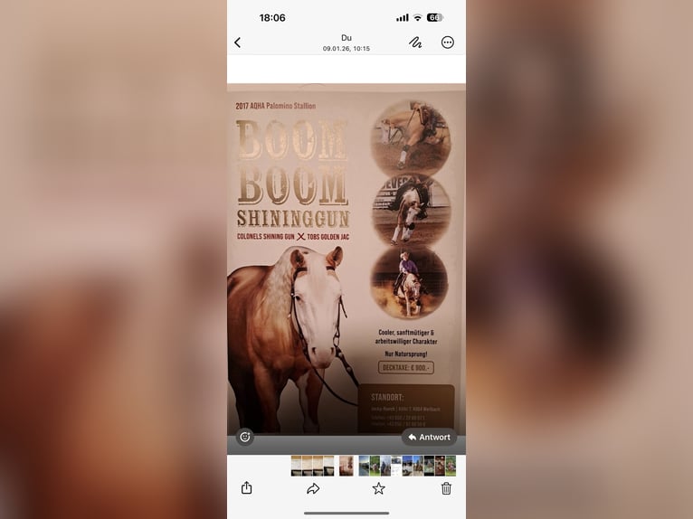 American Quarter Horse Stallone Palomino in Neukirchen am Walde