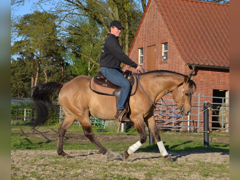 American Quarter Horse Stallone Pelle di daino in Nordhorn