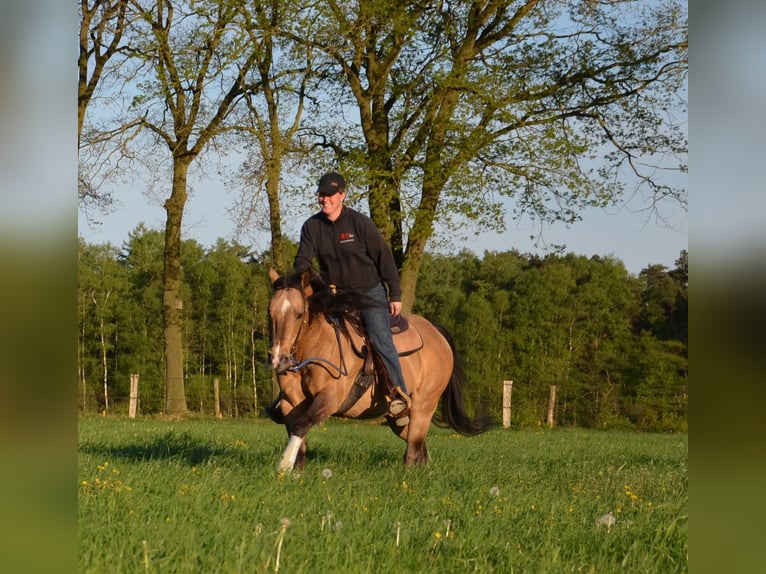American Quarter Horse Stallone Pelle di daino in Nordhorn