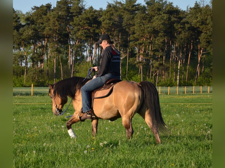 American Quarter Horse Stallone Pelle di daino in Nordhorn