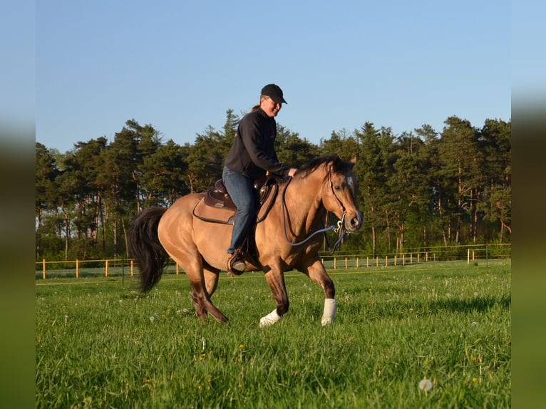 American Quarter Horse Stallone Pelle di daino in Nordhorn