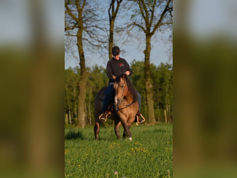 American Quarter Horse Stallone Pelle di daino in Nordhorn