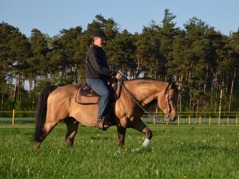 American Quarter Horse Stallone Pelle di daino in Nordhorn
