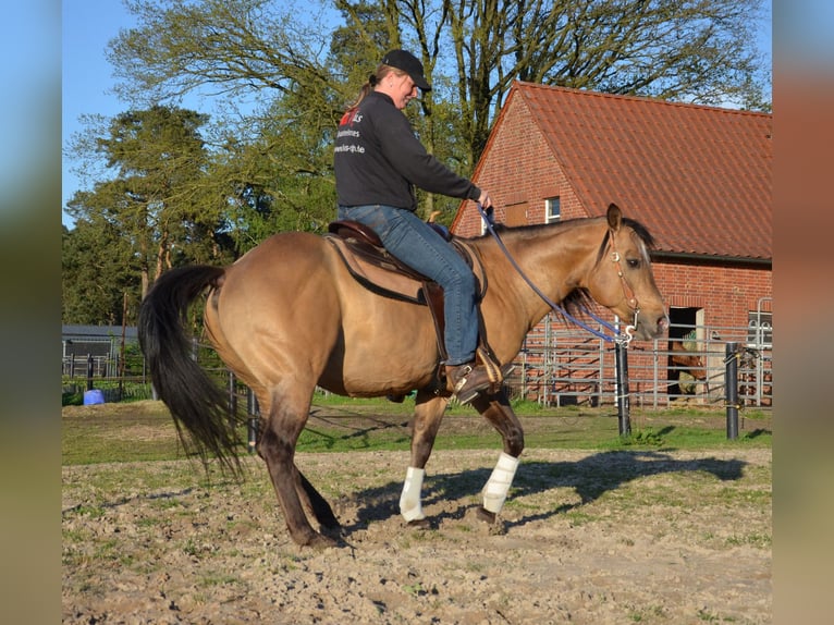 American Quarter Horse Stallone Pelle di daino in Nordhorn