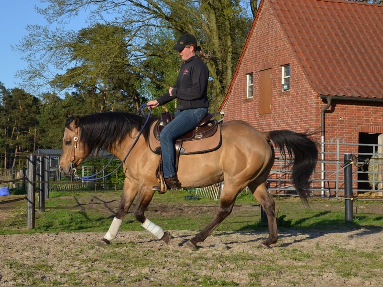 American Quarter Horse Stallone Pelle di daino in Nordhorn