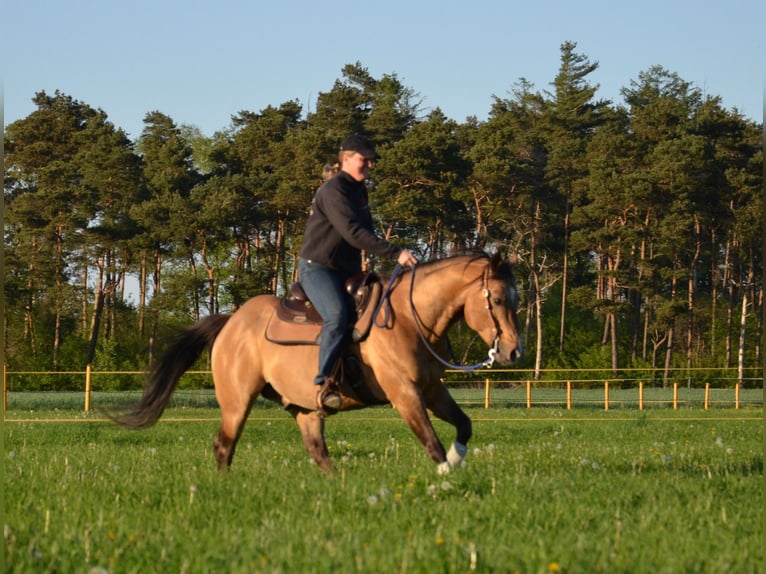 American Quarter Horse Stallone Pelle di daino in Nordhorn