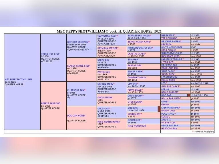 American Quarter Horse Stallone Pelle di daino in Rheine