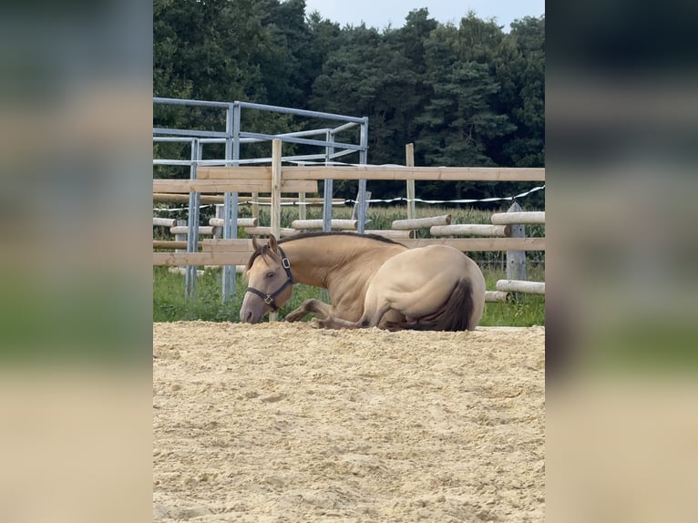 American Quarter Horse Stallone Pelle di daino in Osterholz-Scharmbeck