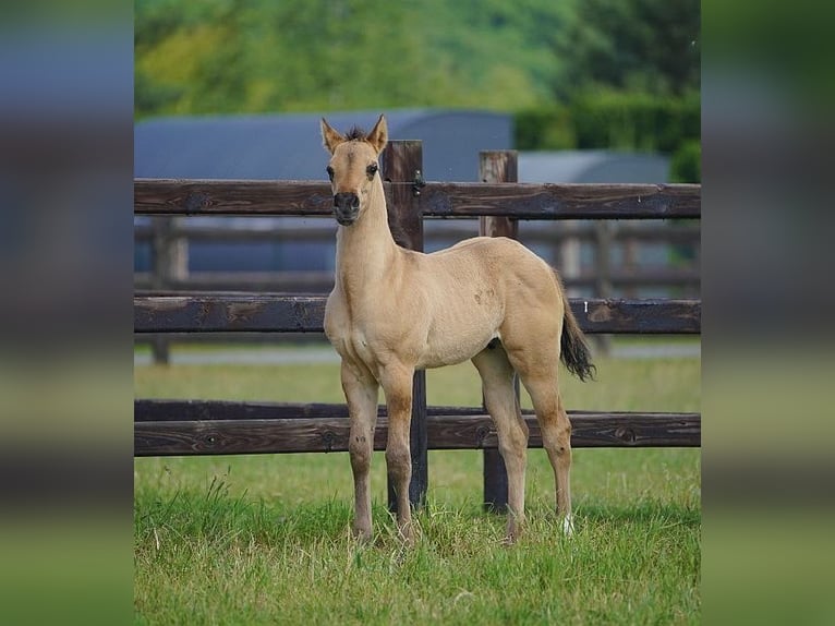 American Quarter Horse Stallone  100 cm Red dun in Cromvoirt