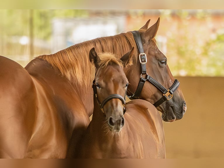 American Quarter Horse Stallone Puledri (05/2025) 125 cm Sauro in Allenbach