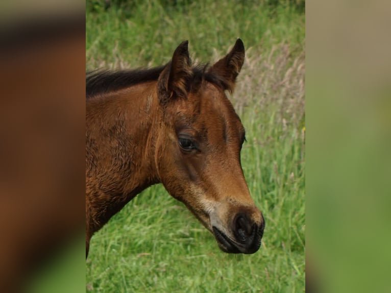 American Quarter Horse Stallone Puledri (04/2026) 148 cm Baio in Linsburg