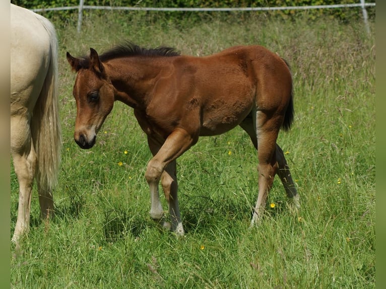 American Quarter Horse Stallone Puledri (04/2026) 148 cm Baio in Linsburg