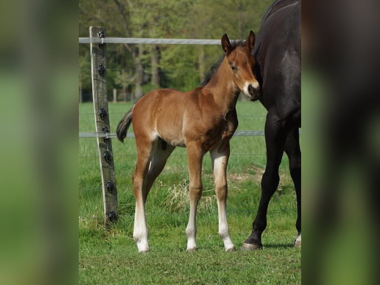 American Quarter Horse Stallone Puledri (04/2026) 148 cm Baio in Linsburg