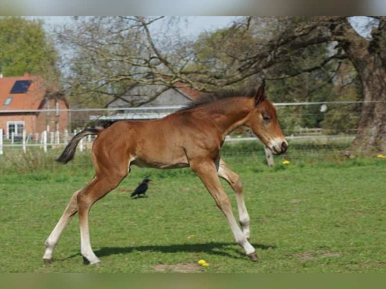 American Quarter Horse Stallone Puledri (04/2026) 148 cm Baio in Linsburg