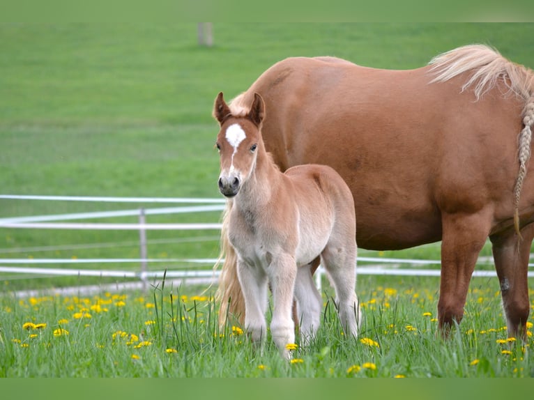 American Quarter Horse Mix Stallone Puledri (04/2026) 148 cm  in Thalgau