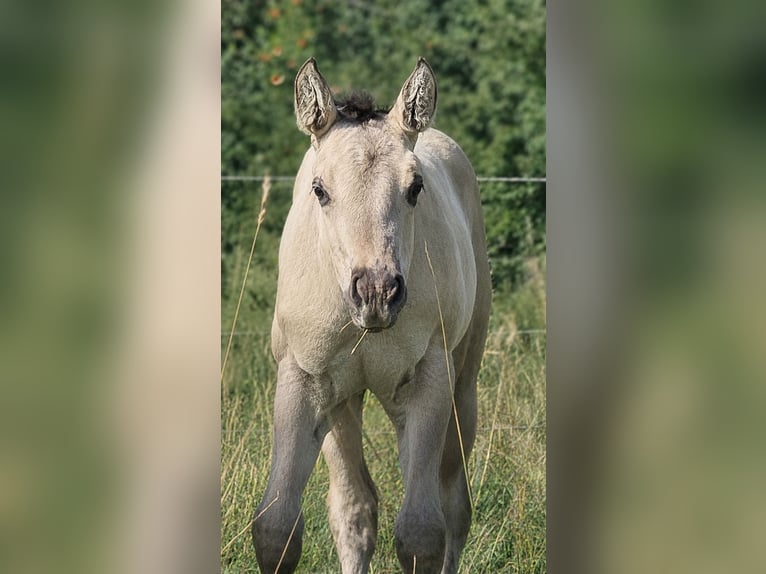 American Quarter Horse Stallone Puledri (05/2026) 148 cm Grullo in Halfing