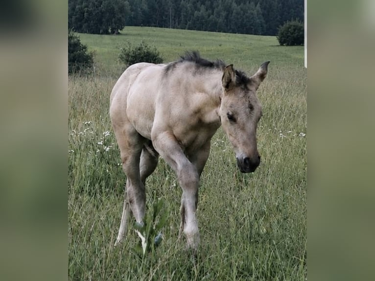 American Quarter Horse Stallone Puledri (05/2026) 148 cm Grullo in Halfing