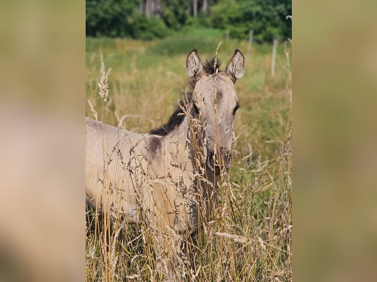 American Quarter Horse Stallone Puledri (05/2026) 148 cm Grullo in Halfing