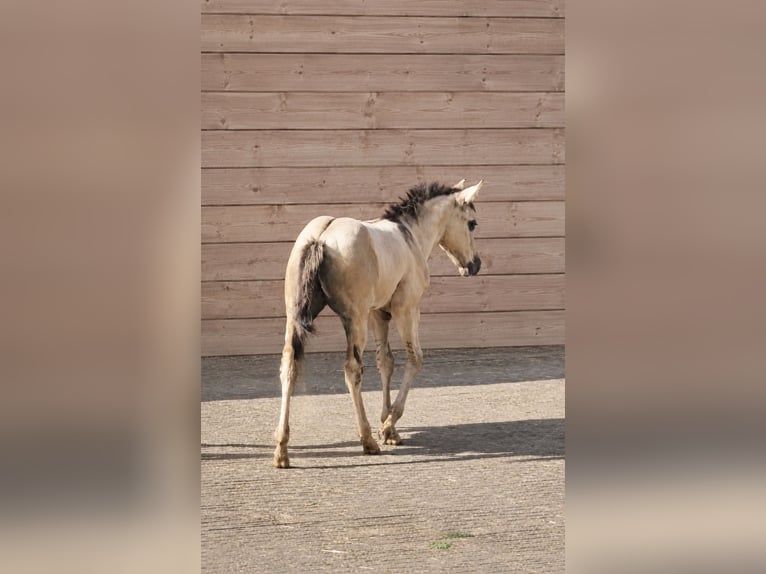 American Quarter Horse Stallone Puledri (05/2026) 148 cm Grullo in Halfing