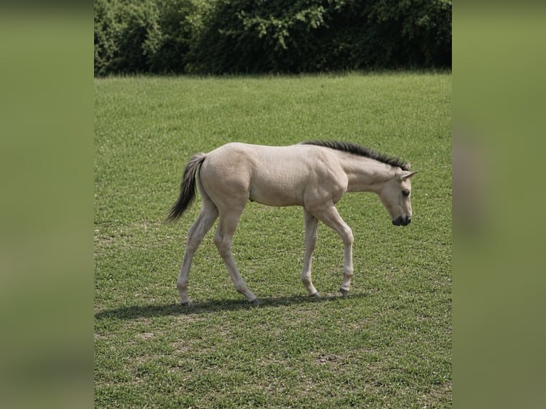 American Quarter Horse Stallone Puledri (05/2026) 148 cm Grullo in Halfing