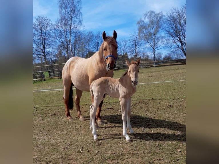 American Quarter Horse Stallone  148 cm Red dun in Erbendorf