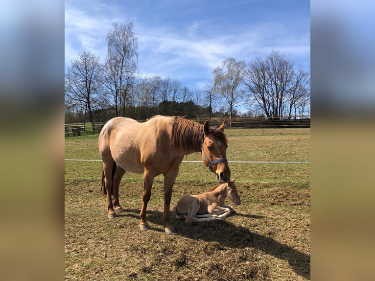 American Quarter Horse Stallone  148 cm Red dun in Erbendorf