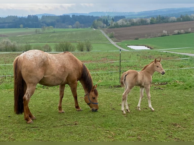 American Quarter Horse Stallone  148 cm Red dun in Erbendorf
