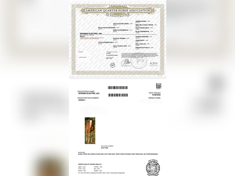 American Quarter Horse Stallone Puledri (05/2025) 150 cm Baio ciliegia in RAVNE NA KOROSKEM American Quarter Horse Stallone Puledri (05/2025) 150 cm Baio ciliegia in RAVNE NA KOROSKEM