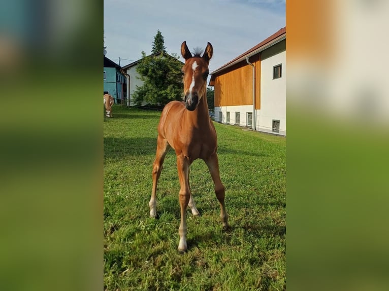 American Quarter Horse Stallone Puledri (05/2025) 150 cm Baio in Oberkappel