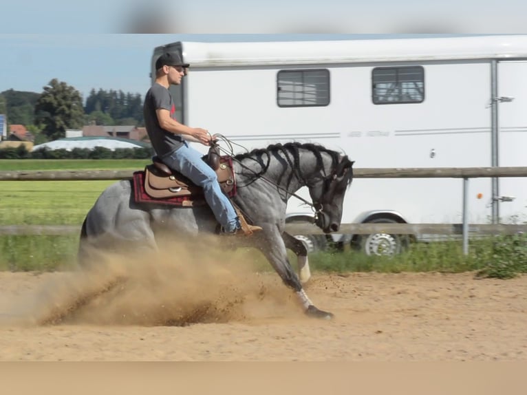 American Quarter Horse Stallone Puledri (01/2026) 150 cm Baio roano in Quitzdorf am See