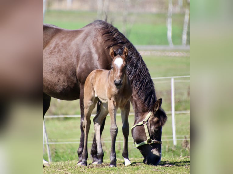 American Quarter Horse Stallone Puledri (01/2026) 150 cm Baio roano in Quitzdorf am See