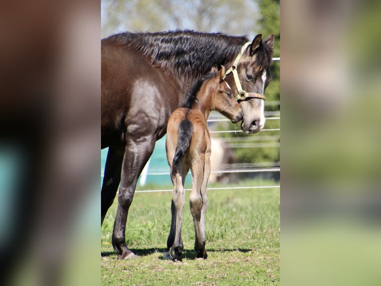 American Quarter Horse Stallone Puledri (01/2026) 150 cm Baio roano in Quitzdorf am See