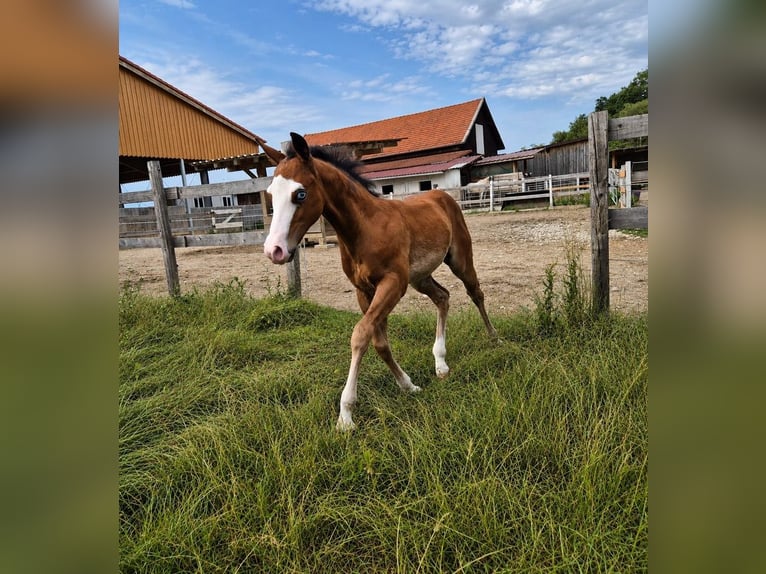 American Quarter Horse Stallone Puledri (04/2026) 150 cm Baio scuro in Pilsting