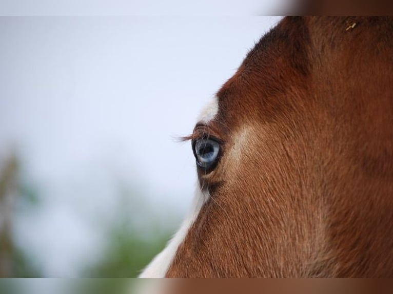American Quarter Horse Stallone Puledri (04/2026) 150 cm Baio scuro in Pilsting