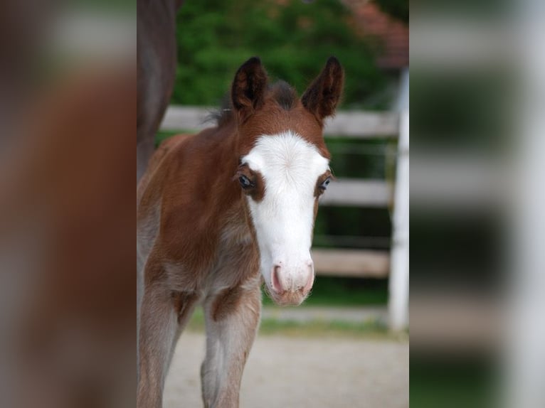 American Quarter Horse Stallone Puledri (04/2026) 150 cm Baio scuro in Pilsting
