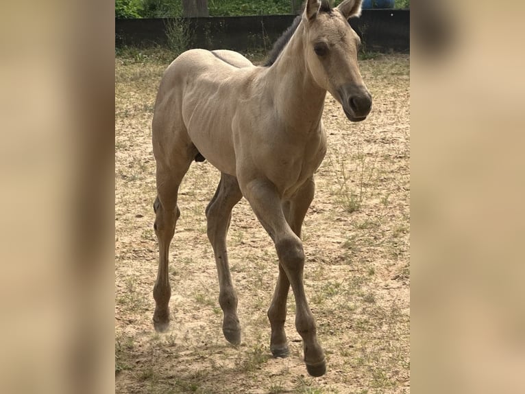 American Quarter Horse Stallone  150 cm in Miltenberg