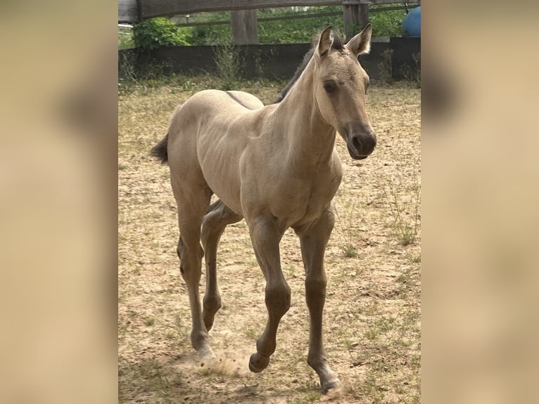 American Quarter Horse Stallone  150 cm in Miltenberg