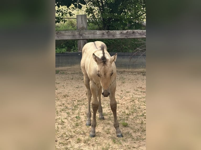 American Quarter Horse Stallone  150 cm in Miltenberg