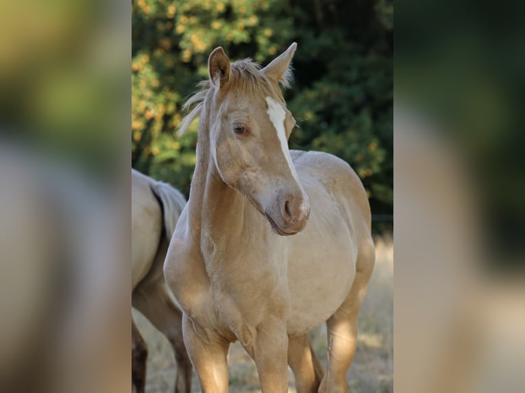 American Quarter Horse Stallone Puledri (04/2026) 150 cm Champagne in Rödinghausen