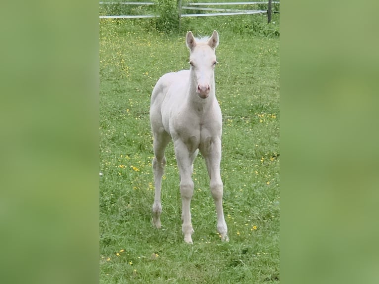 American Quarter Horse Stallone  150 cm Cremello in G&#xFC;ssing