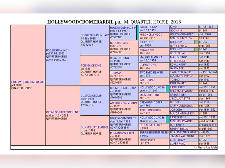 American Quarter Horse Stallone  150 cm Cremello in G&#xFC;ssing