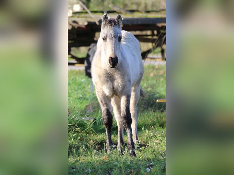 American Quarter Horse Stallone Puledri (06/2025) 150 cm Dunalino in Bodenfelde