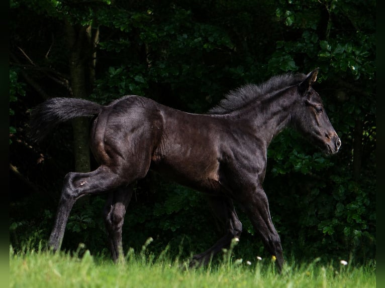 American Quarter Horse Stallone Puledri (01/2026) 150 cm Grigio in Frensdorf