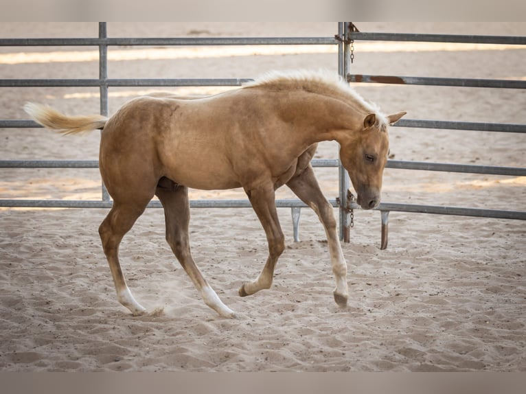 American Quarter Horse Stallone Puledri (05/2026) 150 cm Palomino in Brandenburg an der Havel