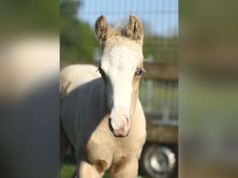 American Quarter Horse Stallone Puledri (04/2024) 150 cm Palomino in Dessel