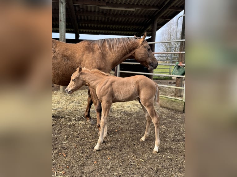 American Quarter Horse Stallone Puledri (02/2025) 150 cm Palomino in Schwalmtal